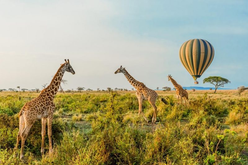 Camping Safari 7 Days