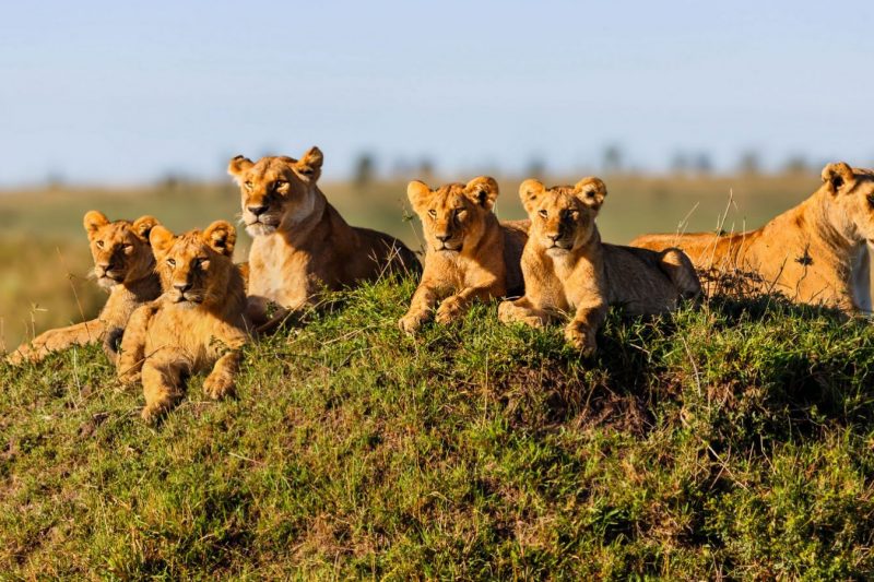 Camping Safari - 5 Days